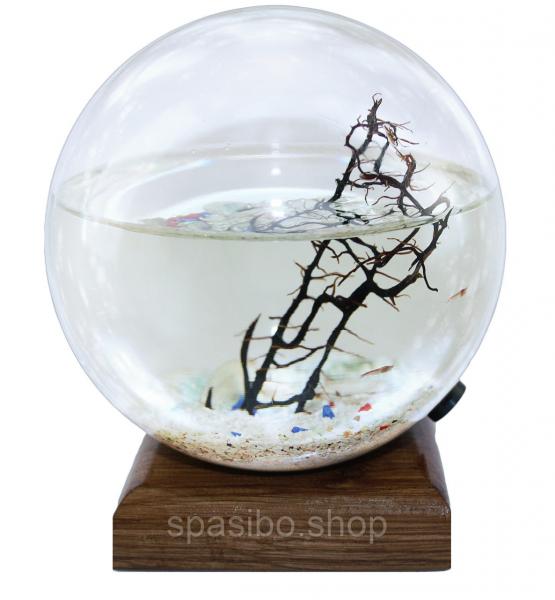 Аквамир c 2 креветками и веткой натурального коралла- настольный мини аквариум, живой сувенир